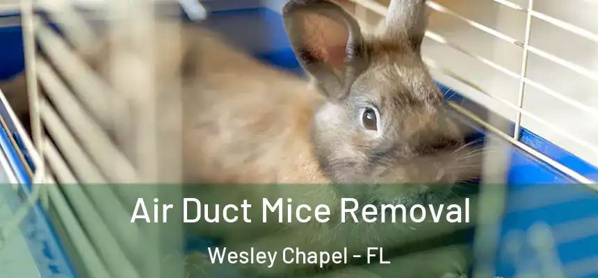 Air Duct Mice Removal Wesley Chapel - FL