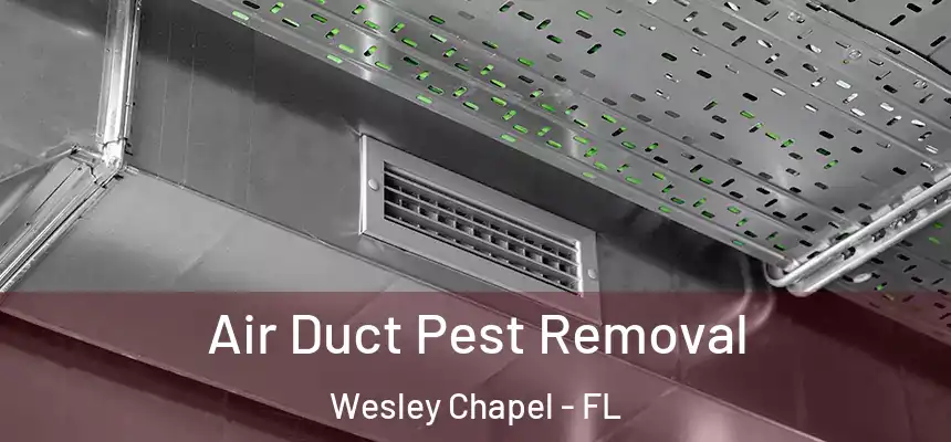 Air Duct Pest Removal Wesley Chapel - FL