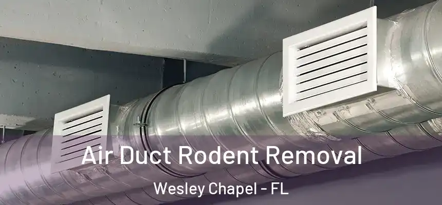  Air Duct Rodent Removal Wesley Chapel - FL