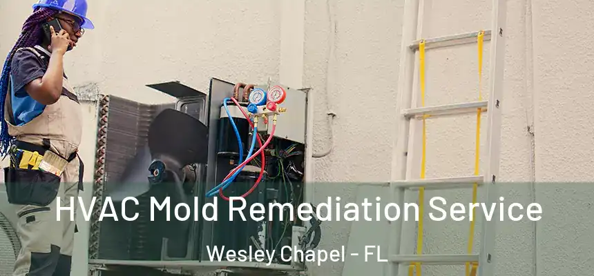 HVAC Mold Remediation Service Wesley Chapel - FL