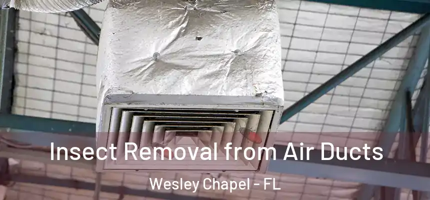  Insect Removal from Air Ducts Wesley Chapel - FL