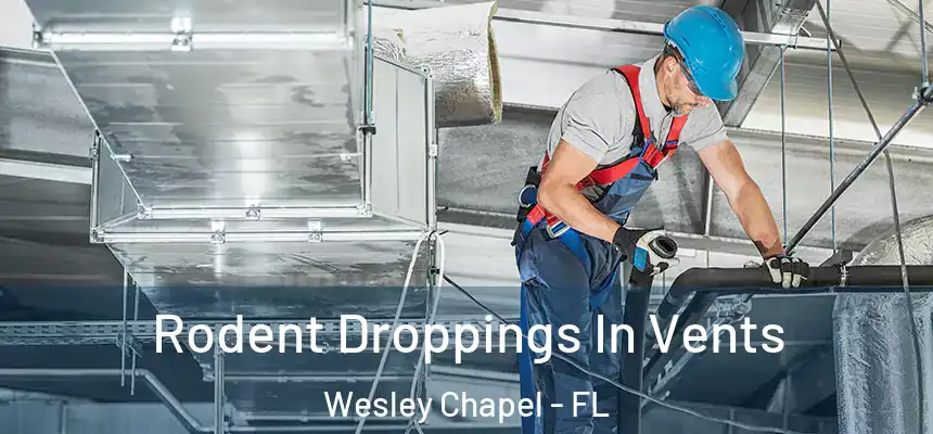  Rodent Droppings In Vents Wesley Chapel - FL