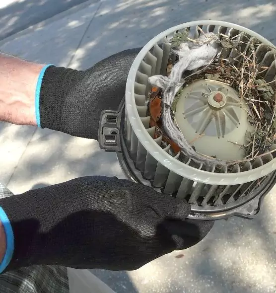 About Air Duct Rat Removal in Wesley Chapel, FL